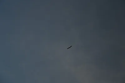 DSC_0263 (Large).JPG